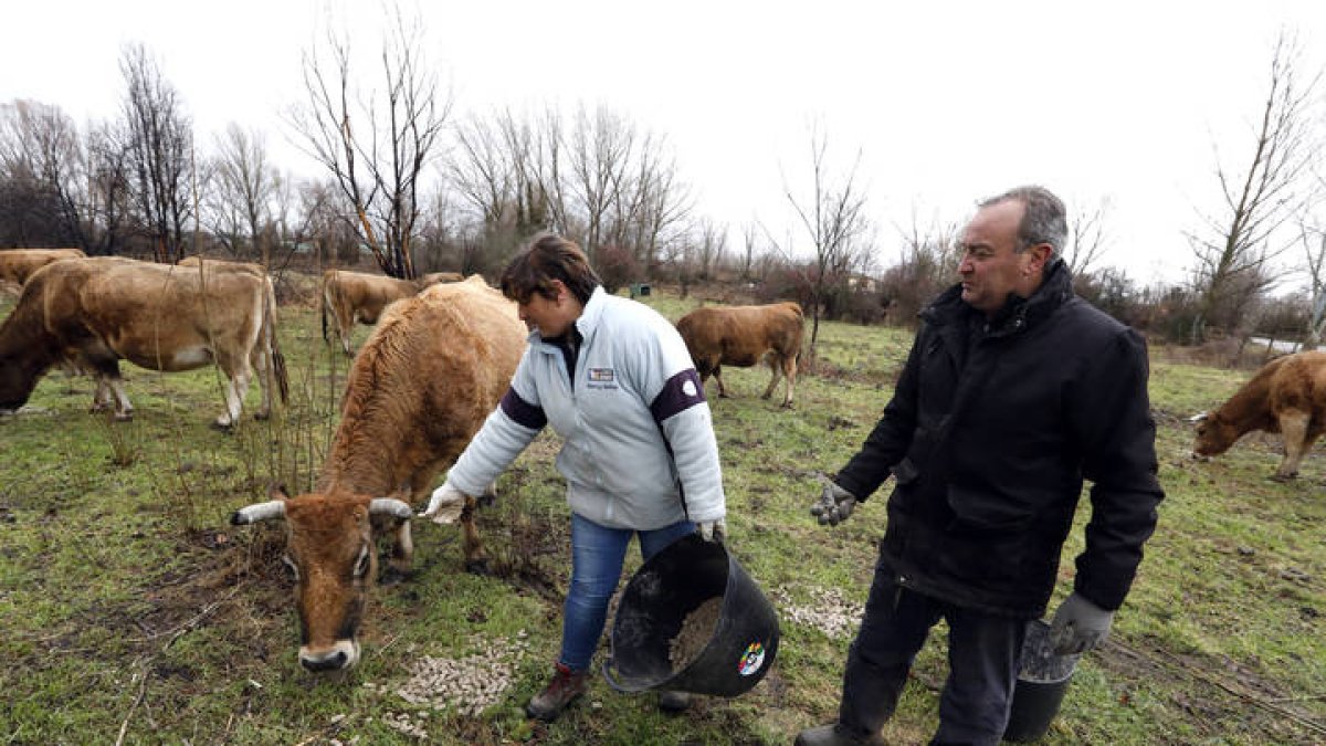 Un ganadero que produce carne ecológica de la montaña leonesa. MARCIANO PÉREZ