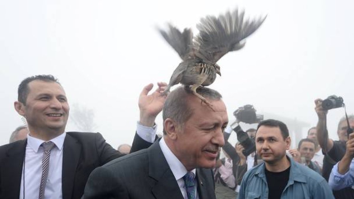 Una de las palomas que liberó el presidente turco se posa sobre su cabeza.