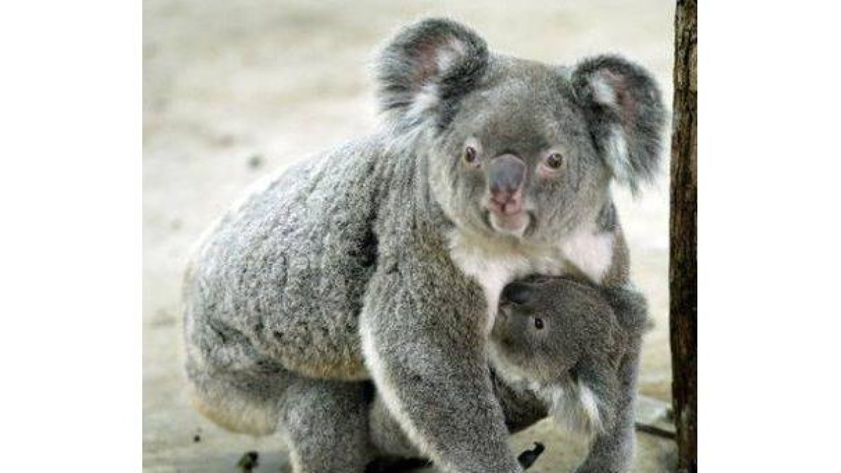 Un koala de 7 años de edad sujetando a su bebé de 8 meses en el Zoo Tapei, Australia.