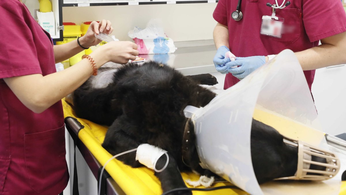 Dos veterinarios atienden a un animal enfermo. RAMIRO