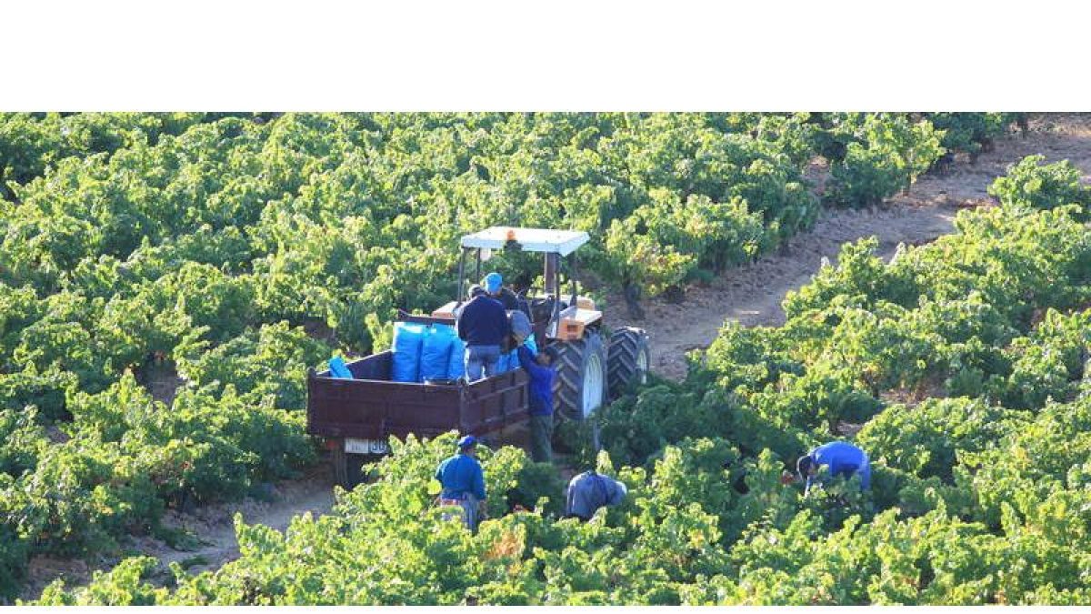 Labores de recogida de uva durante el pasado mes de septiembre en una explotación de la zona de Cacabelos.