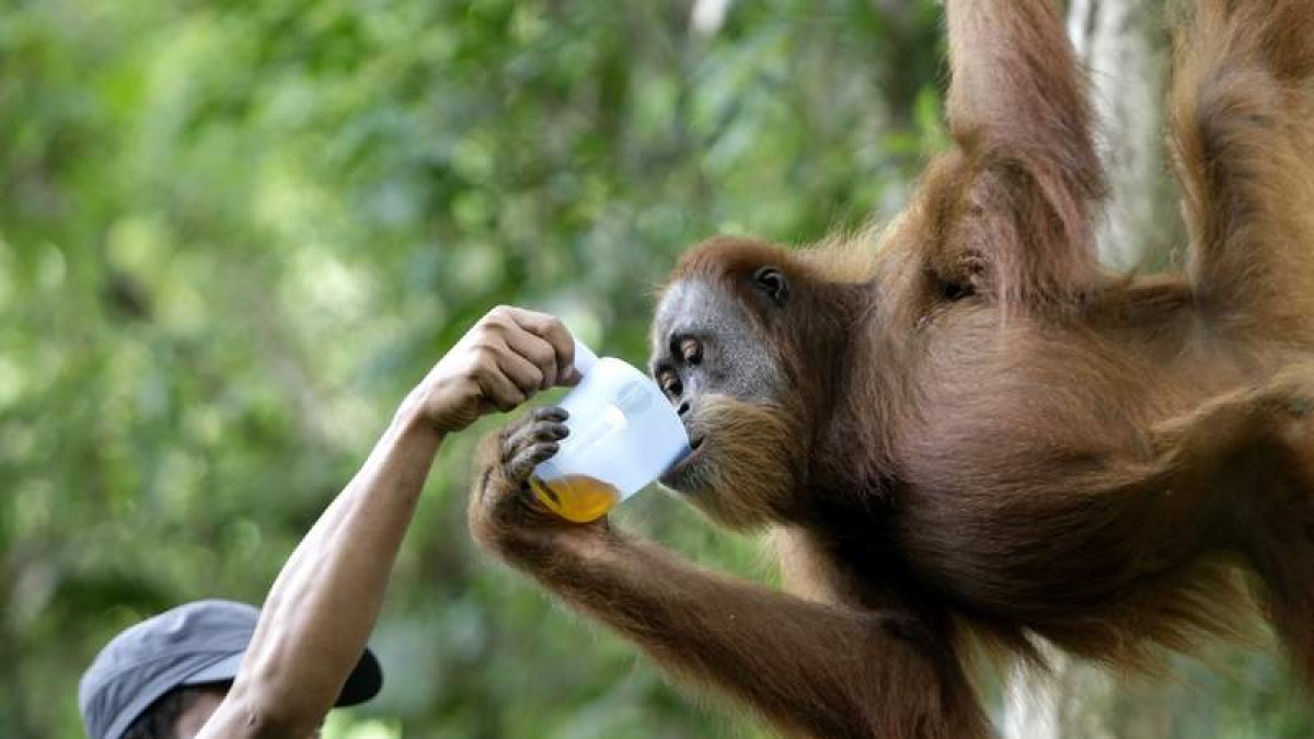 Un miembro del programa de conservación del orangután de Sumatra alimenta a un ejemplar. HOTLI SIMANJUNTAK