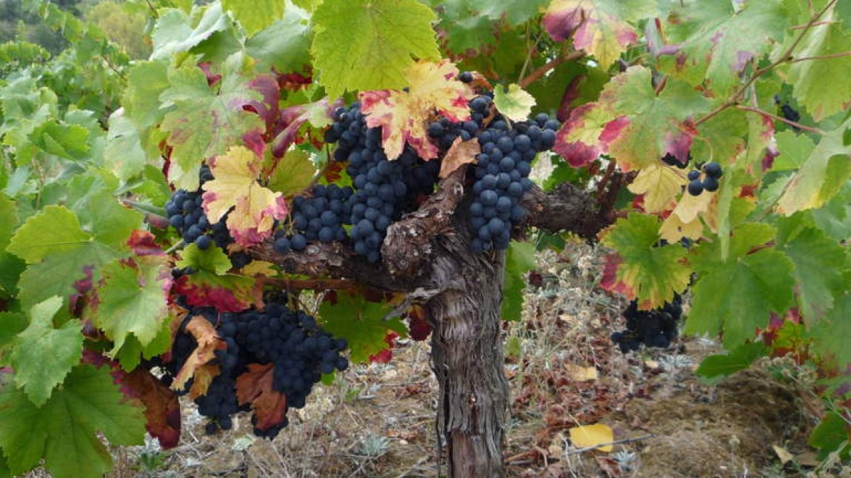 El ‘Fescenino’, un vino obsesivamente joven, explota las inigualables cualidades y la excelencia frutal de la mencía berciana.
