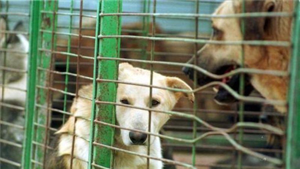 Perros en una jaula de una protectora de Reus, en una imagen de archivo.
