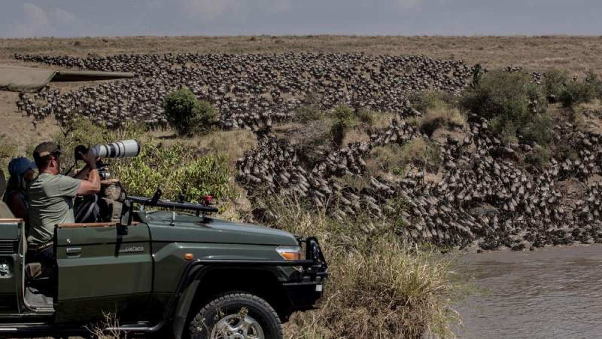 Cientos de ñus salen del agua tras cruzar el río en el Parque Nacional de Masái Mara el 7 de agosto. PATRICIA MARTÍNEZ