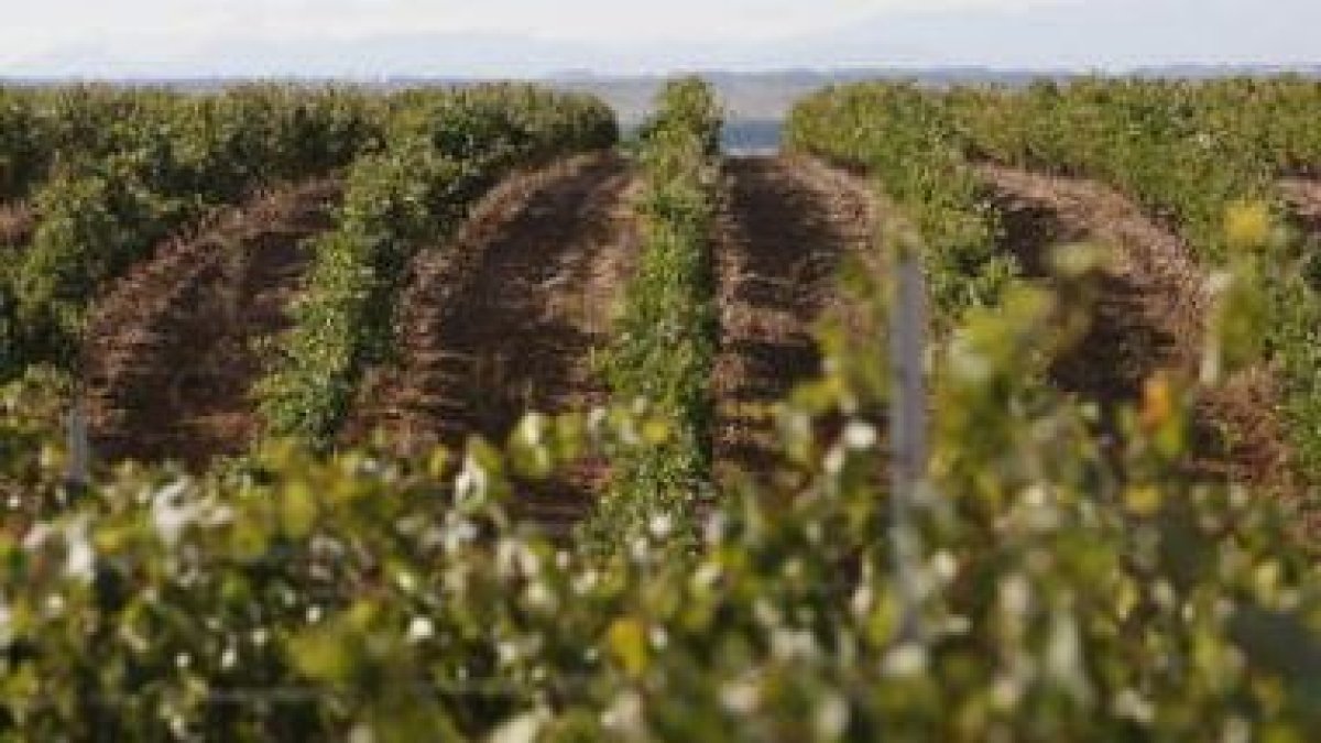 Un viñedo leonés en el sur de la provincia, en donde el sector está tomando cierta relevancia económ