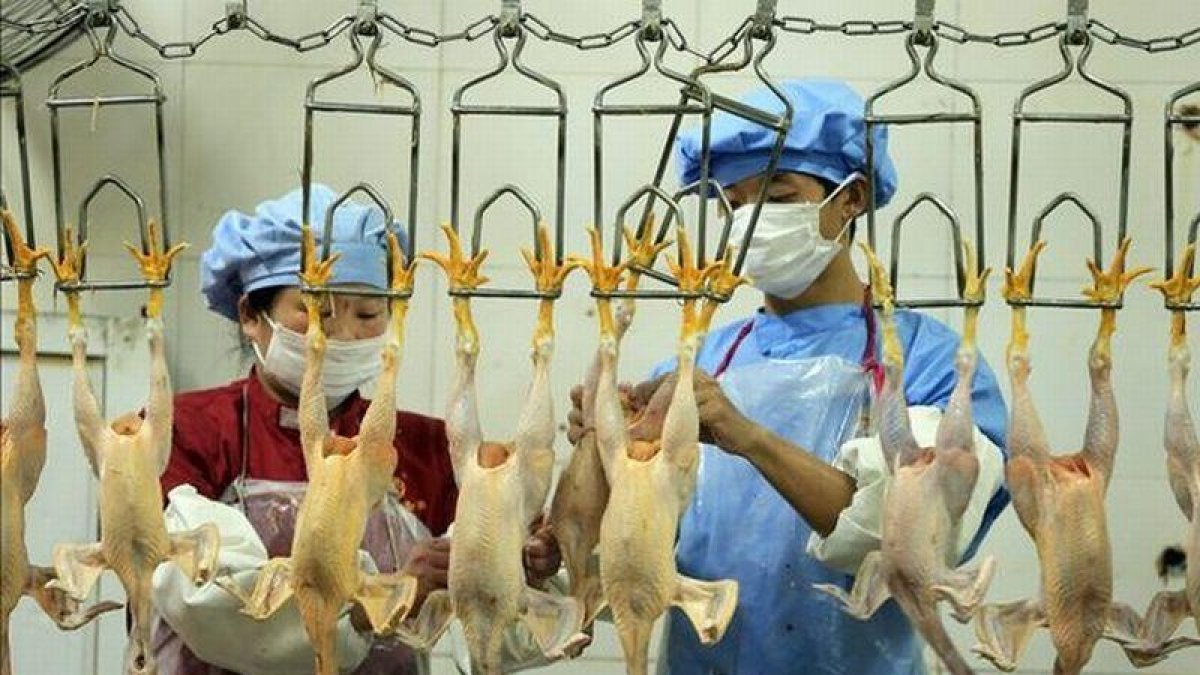 Empleados de un matadero limpian pollos sacrificados en China, en una imagen de archivo.