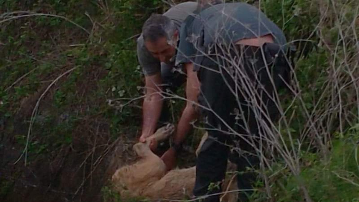 Momento en el que los agentes sacaron a la perra. DL