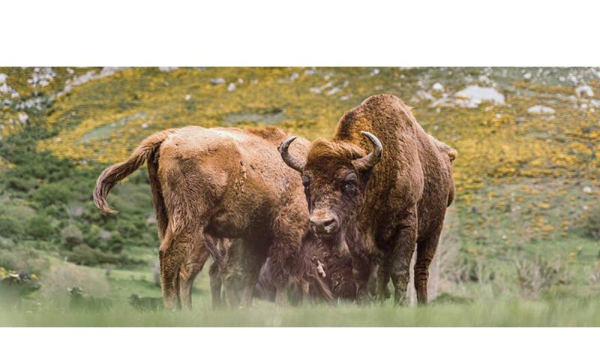 Uno de los grupos de bisontes que viven en el valle de Anciles dentro del Parque Regional Montaña de Riaño y Mampodre. RUBEN EARTH