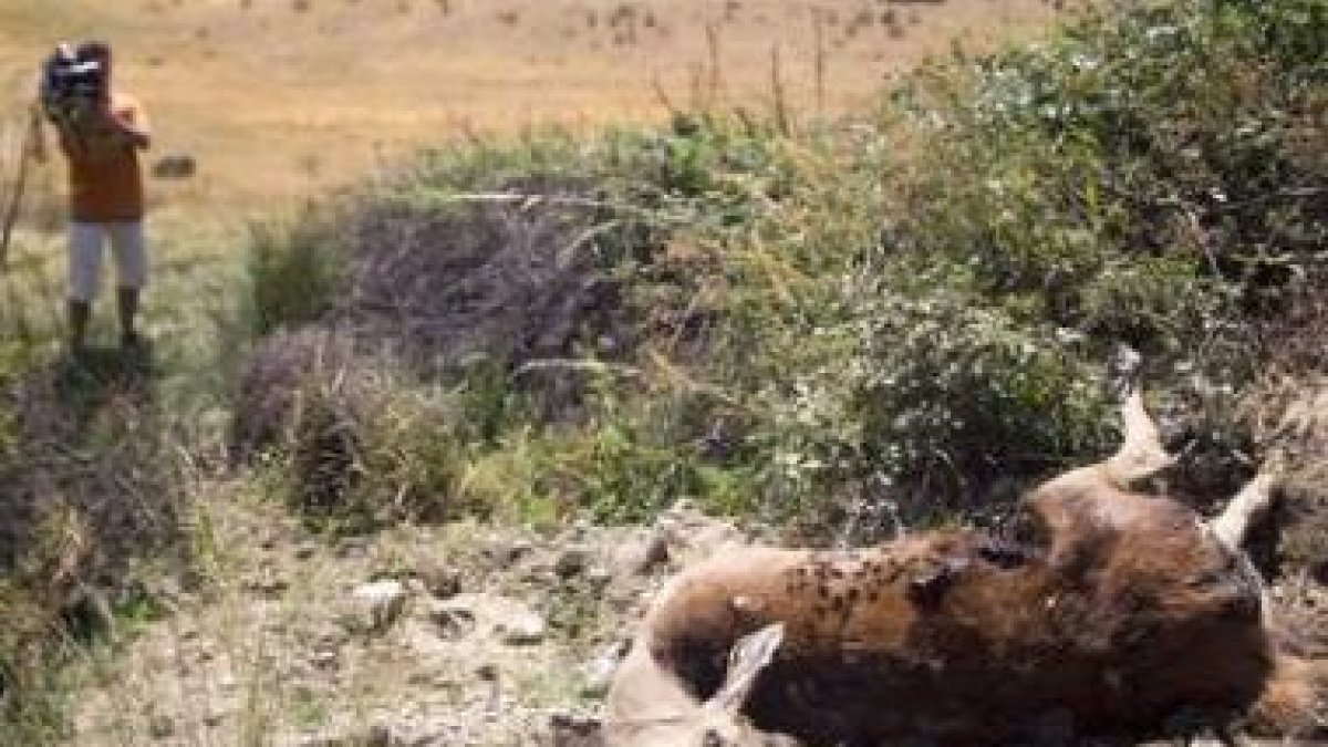 Imagen de uno de los ciervos hallados muertos en un monte de Zamora.