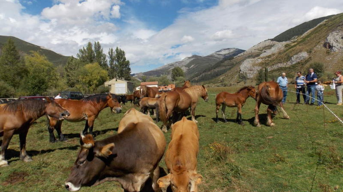 Valdelugueros mostró ayer sus mejores ejemplares de vacuno y equino.