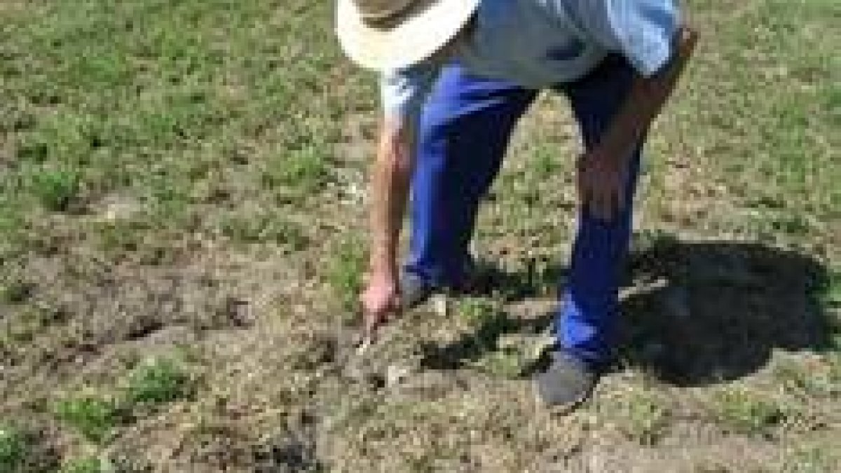 Un agricultor señala las numerosas madrigueras de los topillos en un campo de Quintana de Rueda