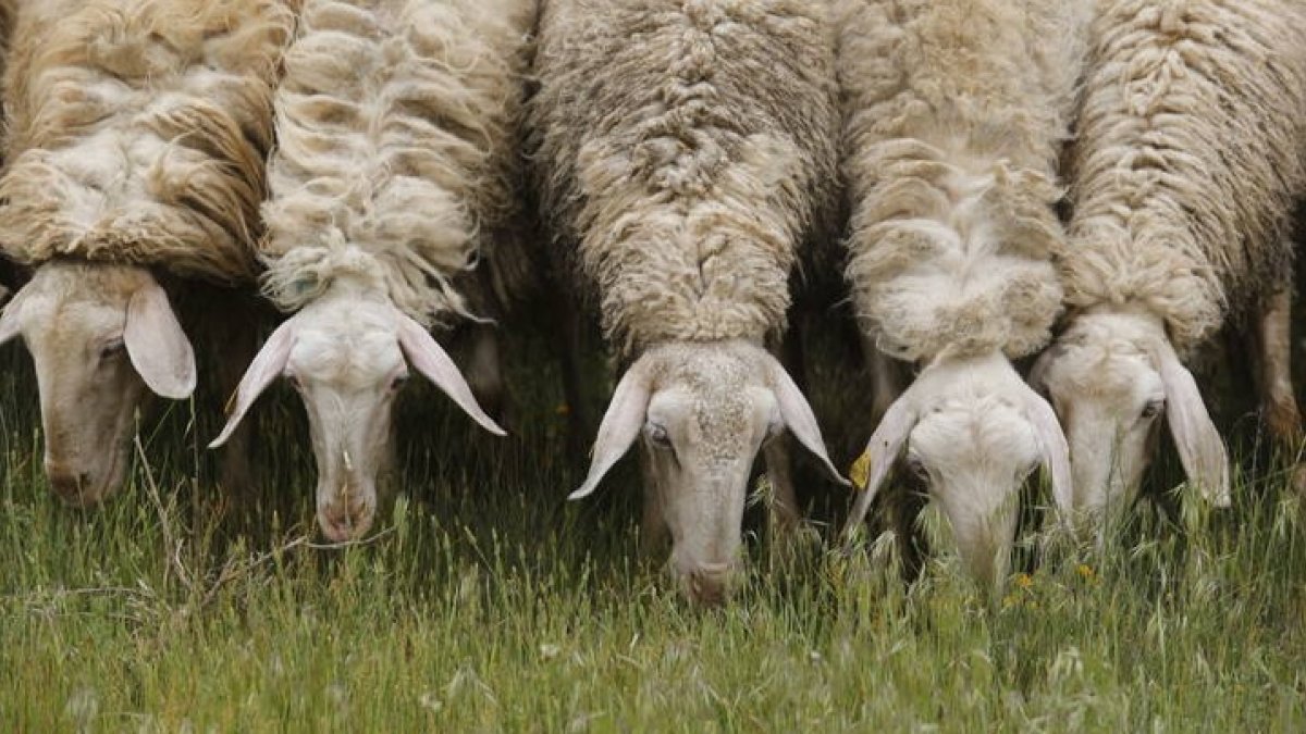Las ovejas son ahora objeto de deseo para los deliencuentes. DL