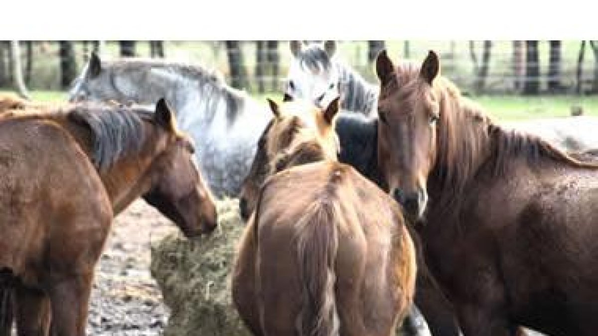 Los cabalos han sobrevivido gracias a la Junta que se ocupó de su alimentación.