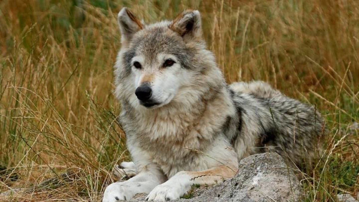 El León hay 55 manadas de lobos. GUILLAUME HORCAJUELO
