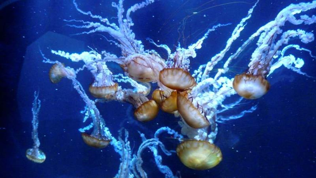 Medusas en un acuario. BELÉN DELGADO