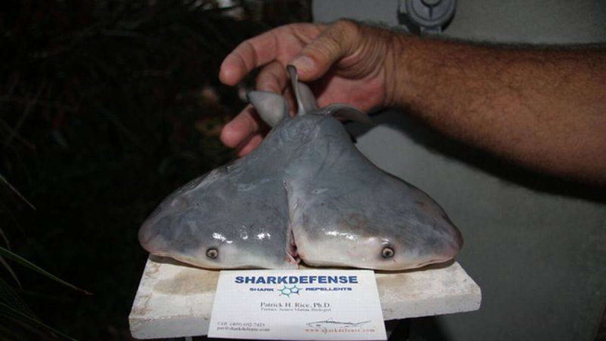 El tiburón de dos cabezas hallado en los Cayos de Florida.