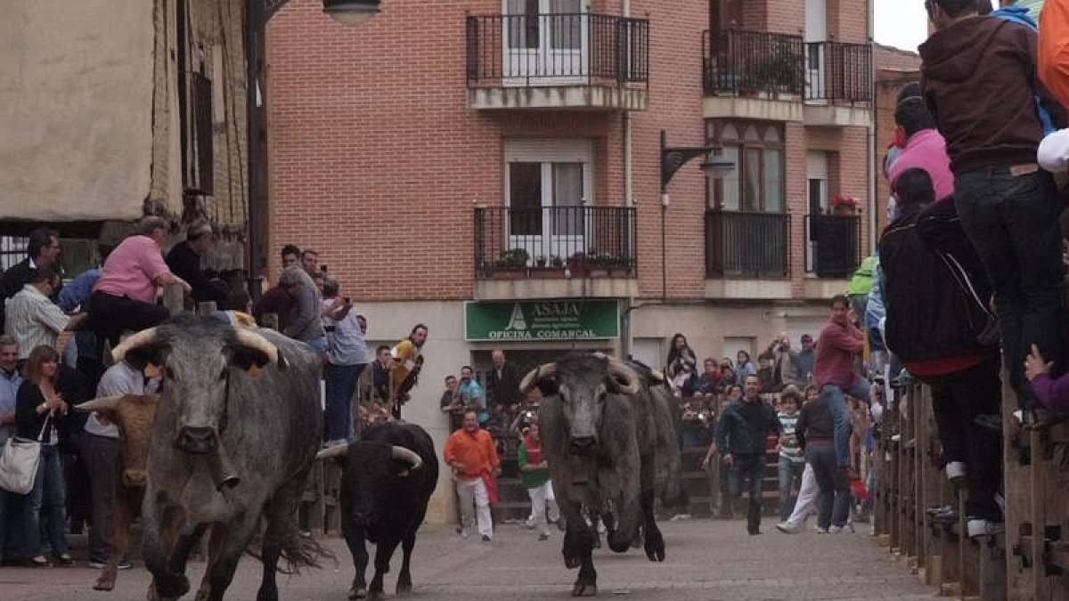 Encierro de novillos por las calles de Sahagún en las fiestas patronales. ACACIO DÍAZ
