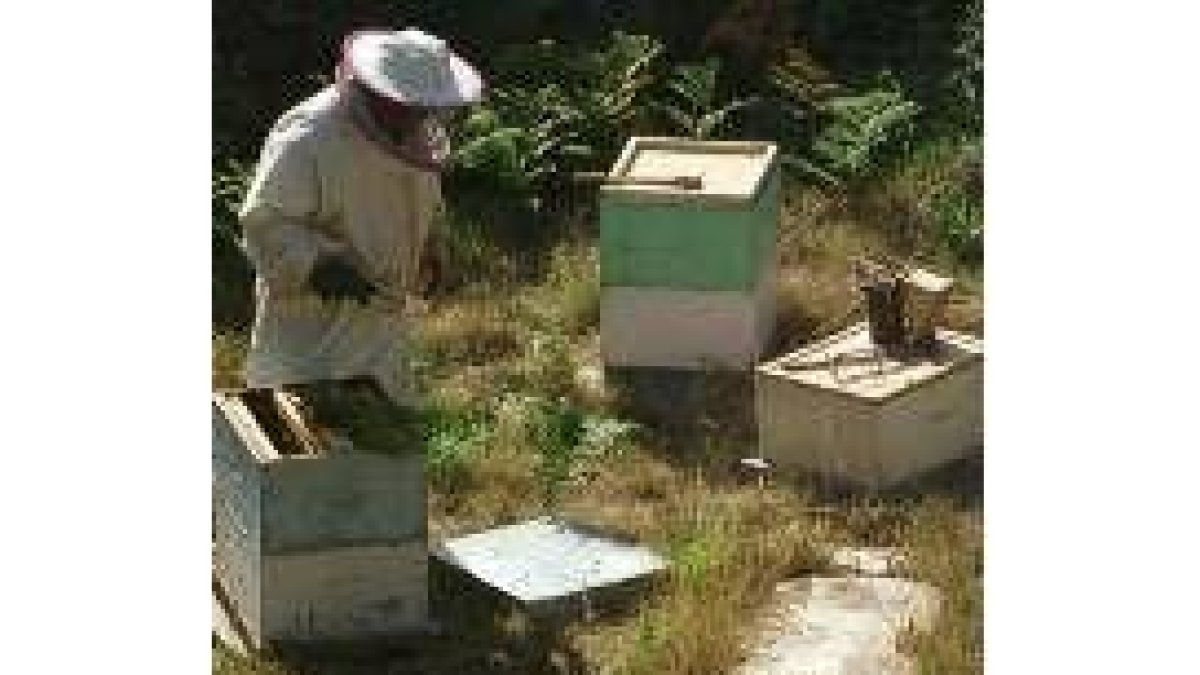 Un apicultor trabaja en un colmenar leonés