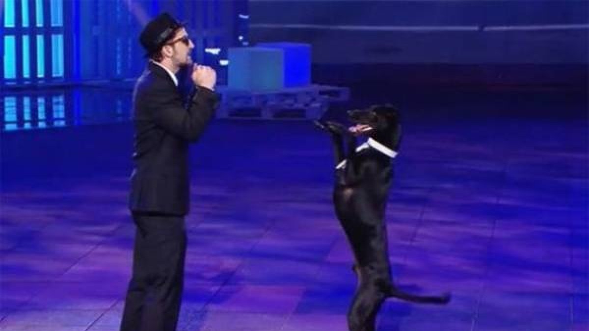 El perro Rocky, durante su actuación en la final de '¡Vaya fauna!'.