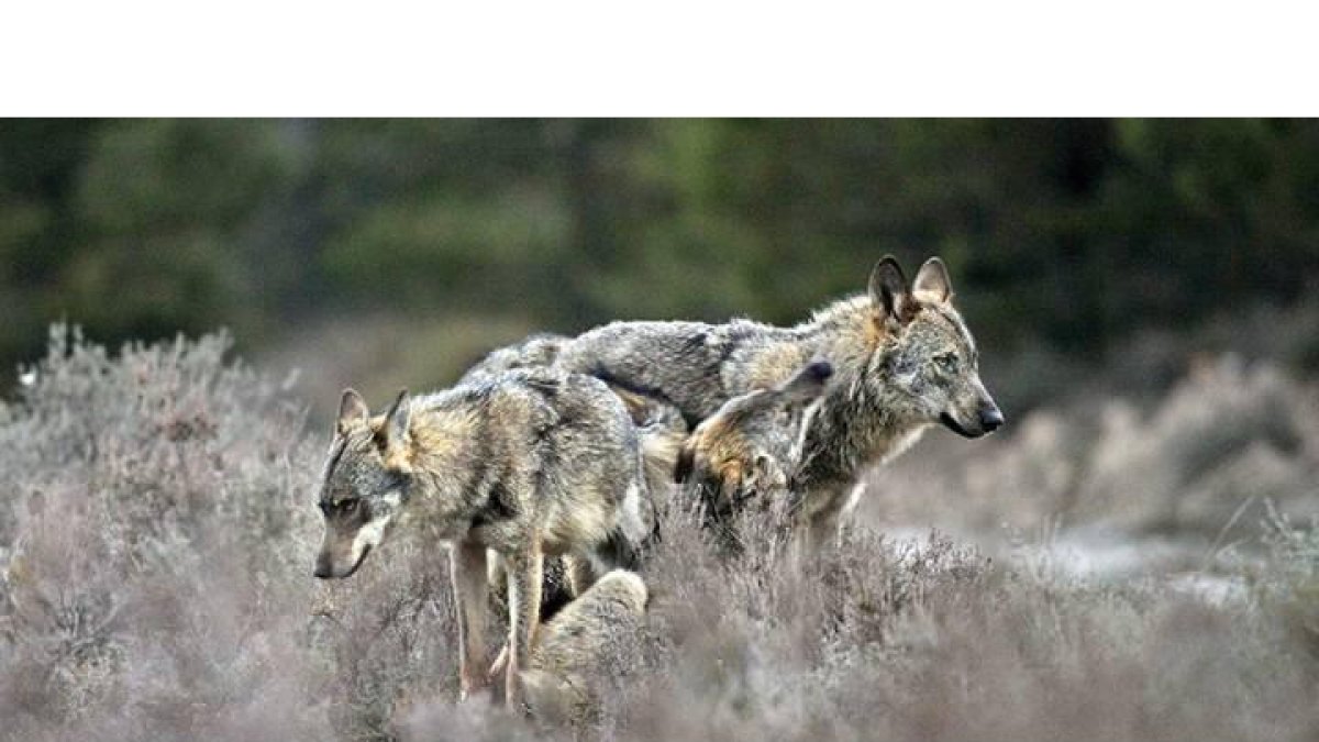 La población de lobos en Picos, objeto de polémica