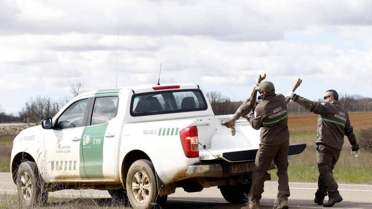 Dos agentes forestales trasladan un corzo atropellado en una carretera de la provincia. MARCIANO PÉREZ