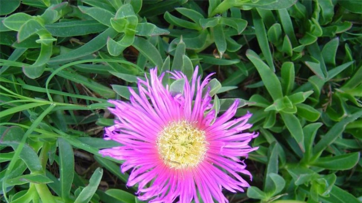 Vistosa flor de uña de gato o 'Carpobrotus edulis', planta exótica e invasora muy habitual en ambientes litorales.