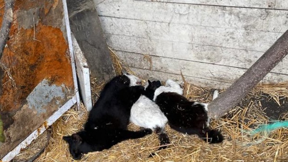 Varios de los animales que han sido encontrados muertos por envenenamiento. PELUDINES SIN SUERTE