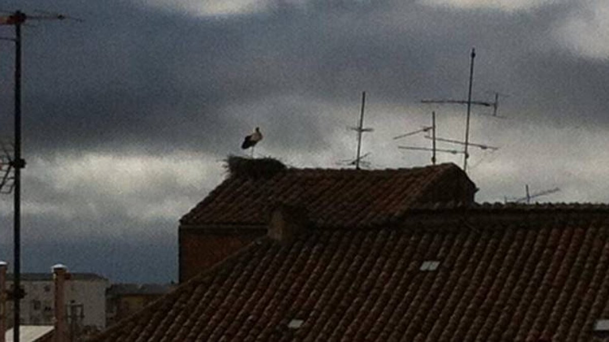 Una cigüeña en su nido en León