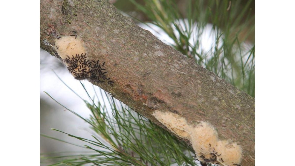 Imagen de varios focos de larvas de Lymantria dispar en los montes de Fresnedo.