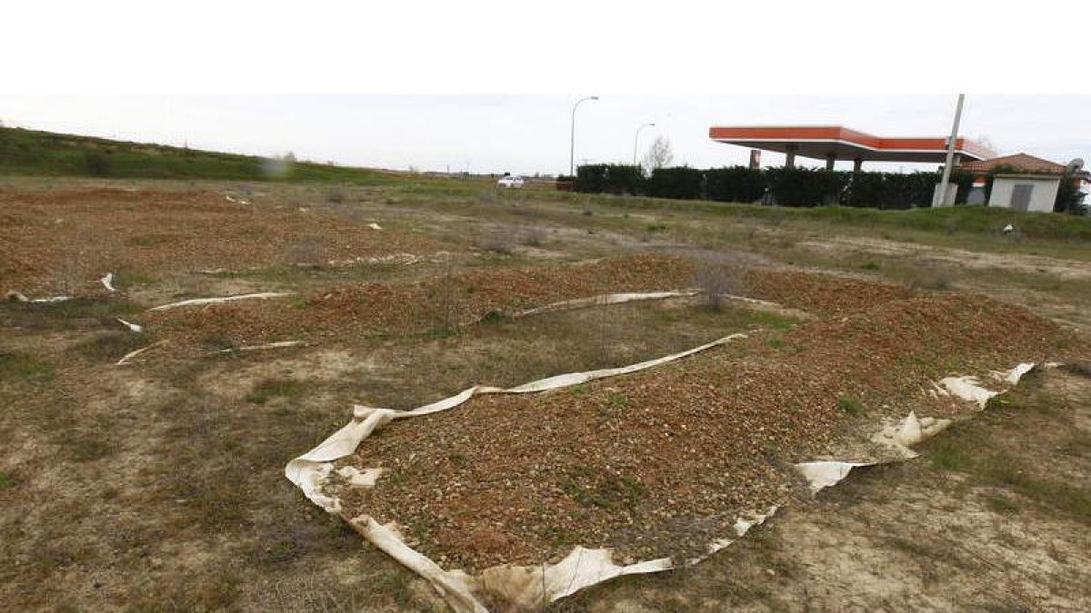 Los restos arqueológicos de Lancia, en el trazado de la autovía a Valladolid, tapados por Fomento.