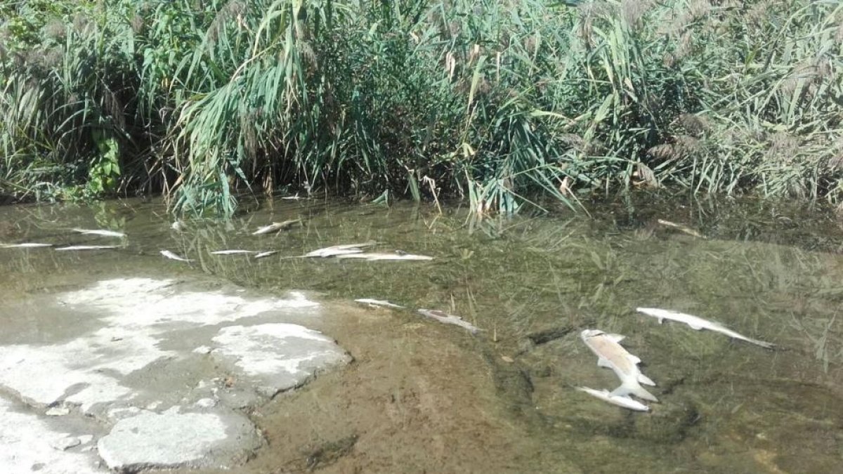 Algunos de los peces muertos que se han encontrado en el río Henares.