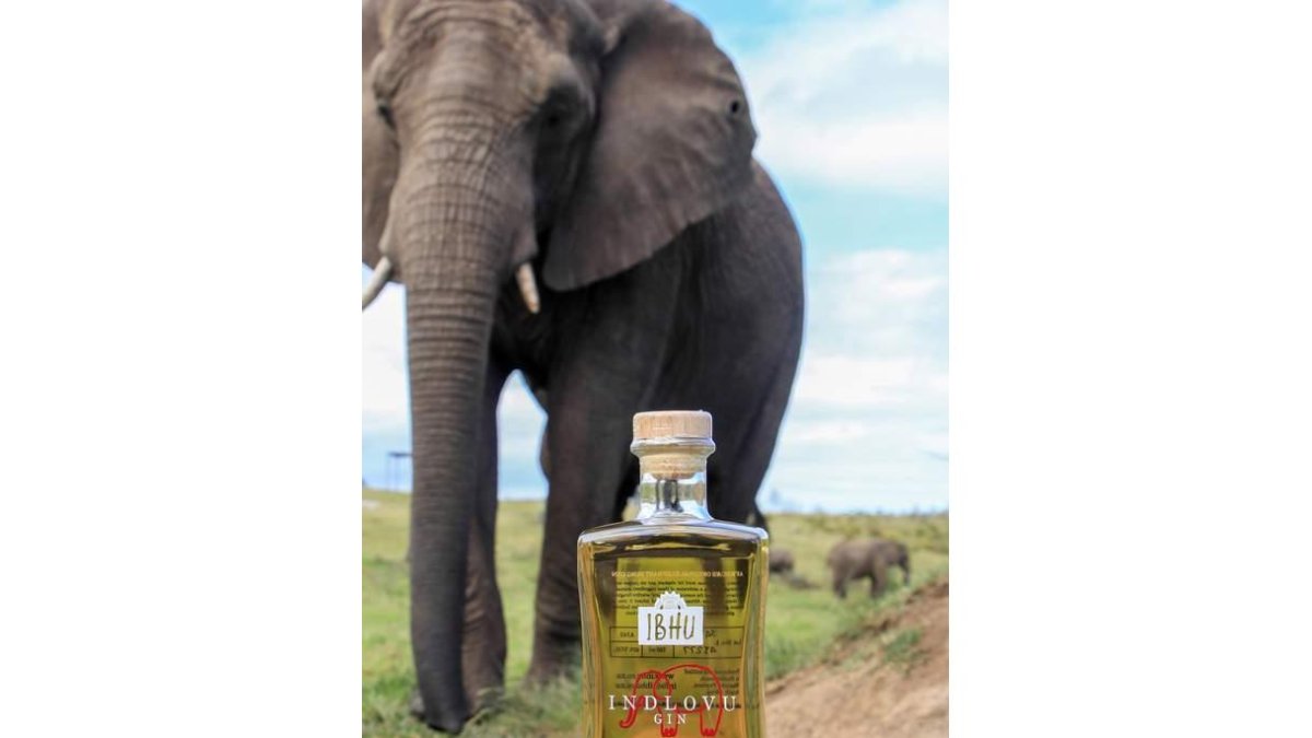 La ginebra fomenta la vida libre de los elefantes. ERIN SHATTOCK/EFE