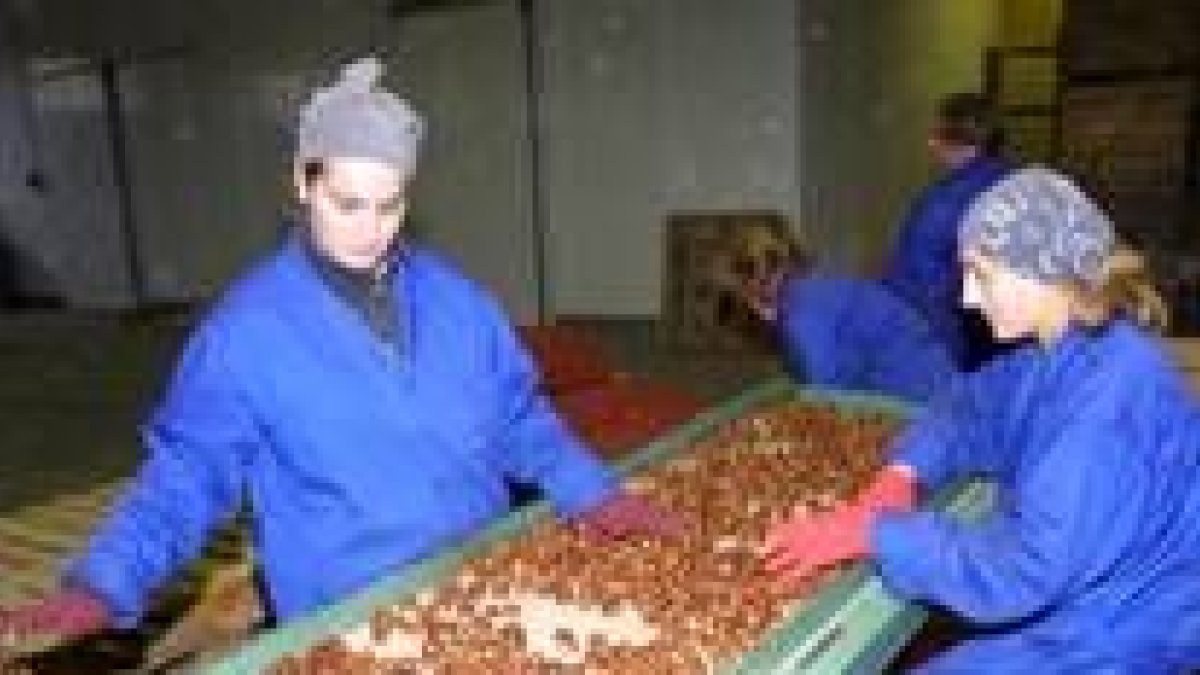 La producción de castañas sigue teniendo peso específico en El Bierzo
