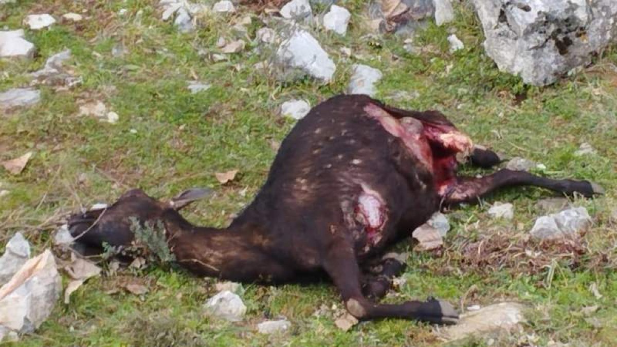 Uno de los animales muertos en la zona por ataques de lobos. CAMPOS