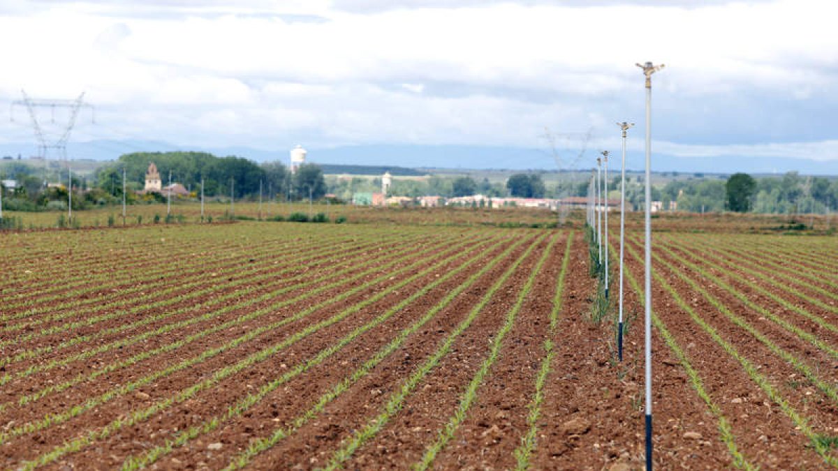 Finca de maíz en una finca de riego por aspersión en el campo leonés. MARCIANO PÉREZ