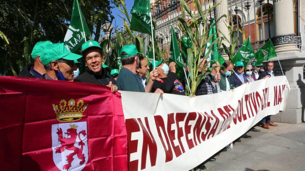 Centenares de agricultores de León y Salamanca se concentraron ayer ante la sede del Ministerio de Agricultura en Madrid, con pancartas y plantas de maíz. BENITO ORDÓÑEZ