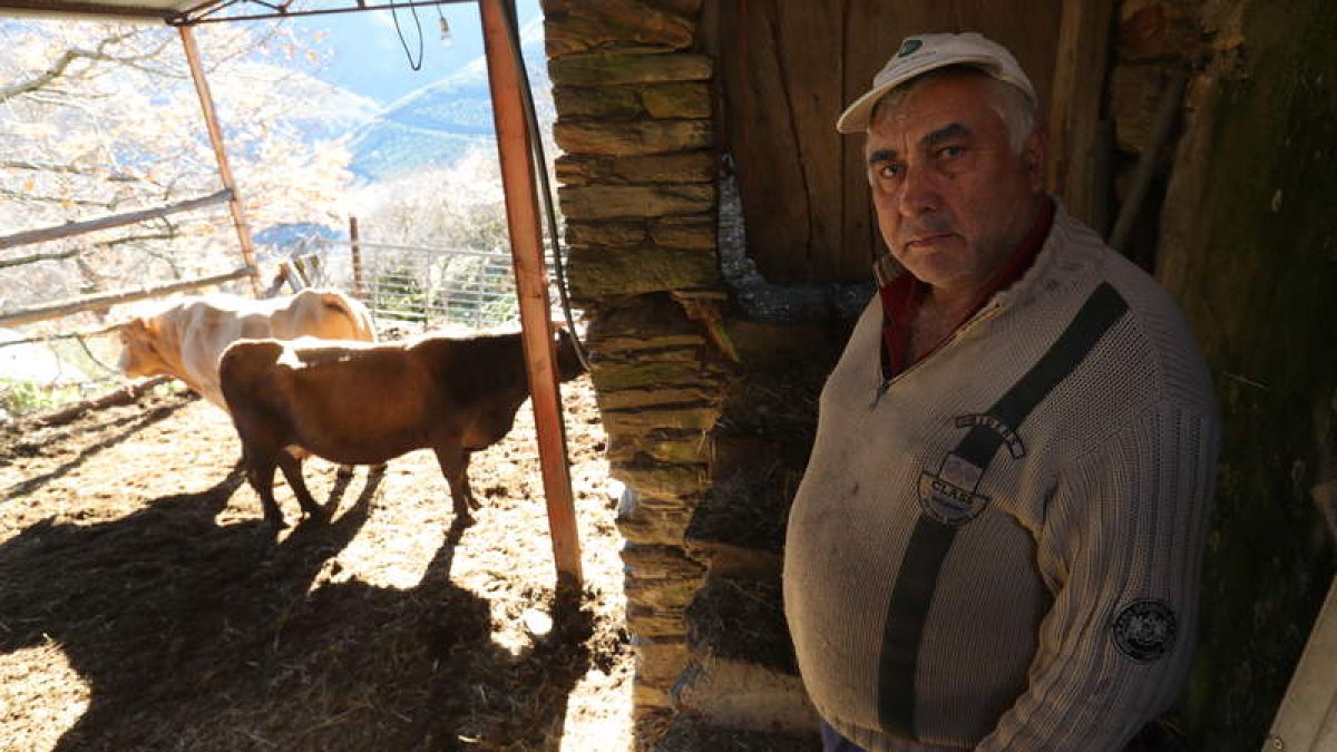 El ganadero de 65 años Sergio Cela, último habitante de Quintela, ayer en uno de los establos del pueblo donde guarda sus vacas y terneros. Derecha, el iluminador Alex Sandes. L. DE LA MATA