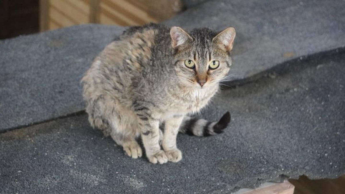 Un gato callejero en León. J. NOTARIO