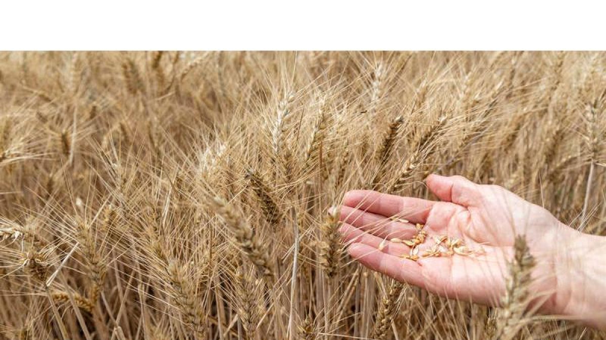 El cereal ha sido uno de los grandes afectados por la sequía que ha azotado el pasado 2023. JAVIER BELVER