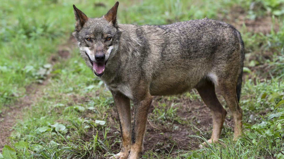 Europa ha propuesto rebajar el nivel de protección de la especie. J.L.CEREIJIDO