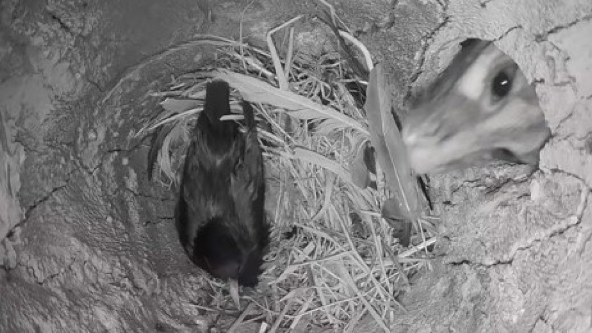 Momento en el que la gineta atrapa al estornino mientras incuba sus huevos. SEO Birdlife