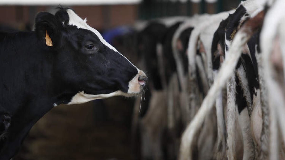 El sector de la ganadería de leche plantea serios riesgos de supervivencia en la provincia. JESÚS F. SALVADORES