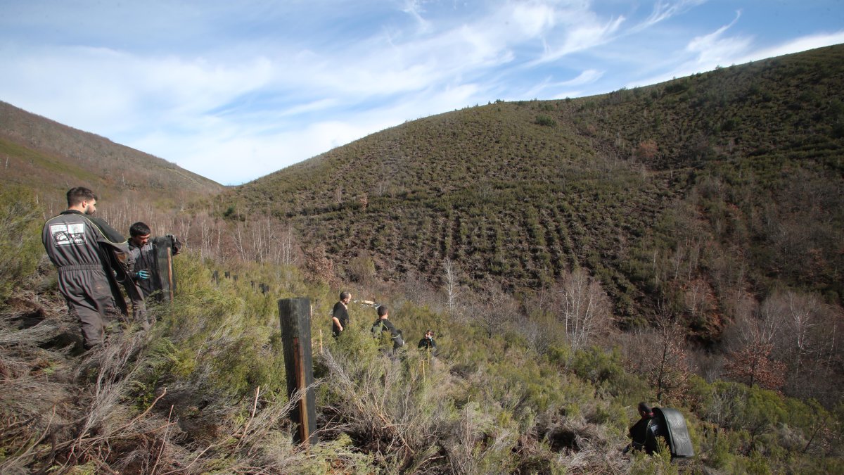 Vista de la superficie replantada en monte de Susañe del Sil.