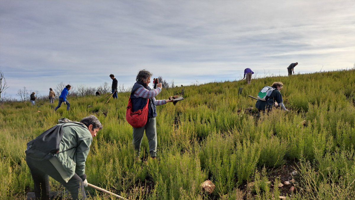 Voluntarios participan en la plantación de árboles organizada por la Asociación Teleno Libre en Boisán.