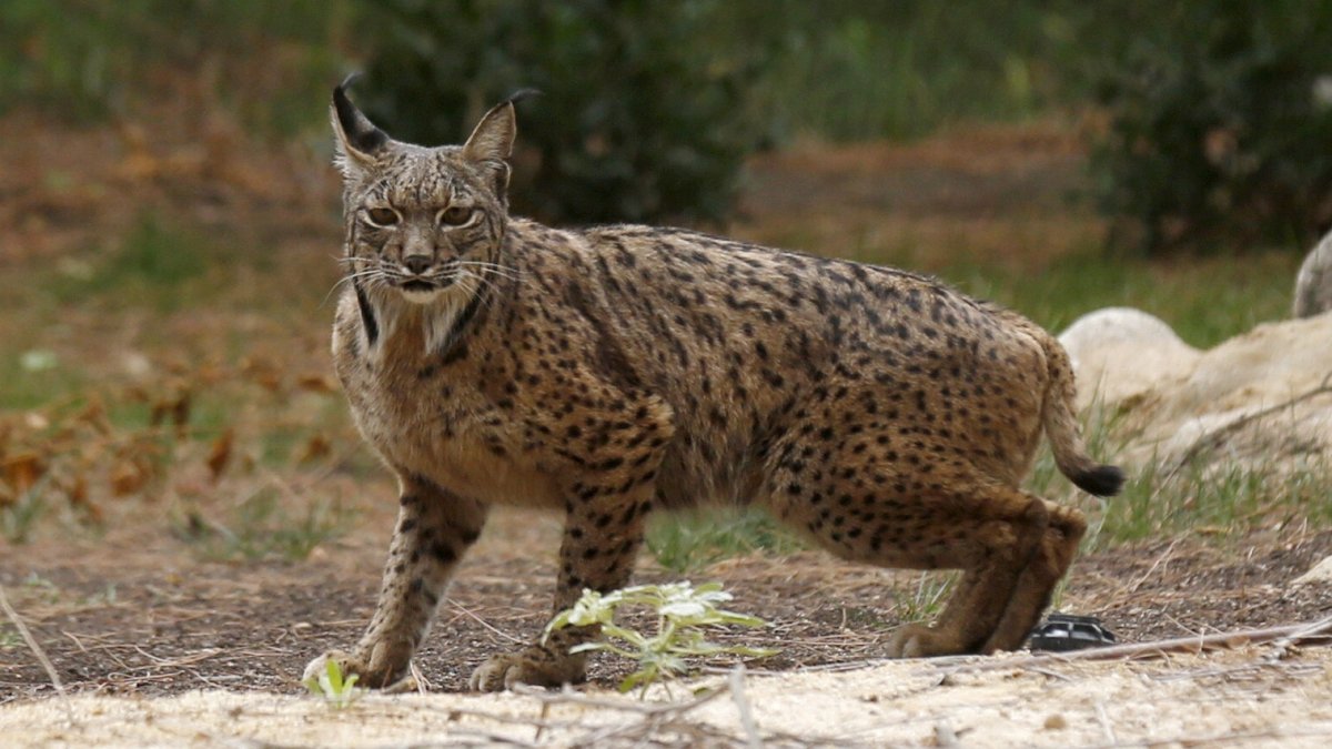 Fotografía de archivo de un lince ibérico procedente de un centro de cría.