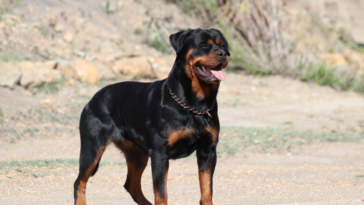 Los Rottweiler son una de las nueve razas de perros potencialmente peligrosos en Castilla y León.