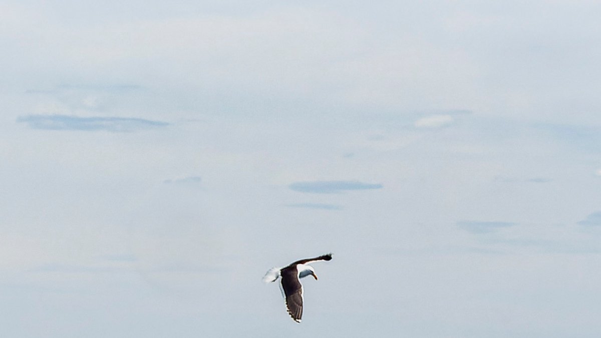 Ballena franca austral.