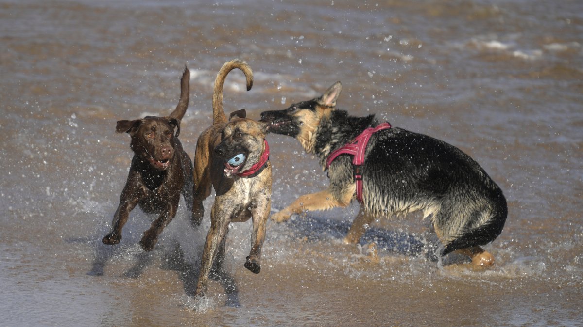 GIJON (ASTURIAS), 17/02/2024.- Un grupo de perros juega este sábado, en la playa de San Lorenzo de Gijón. La Agencia Estatal de Meteorología (Aemet) prevé para hoy, sábado, en Asturias cielo poco nuboso con intervalos de nubes altas. Temperaturas Controlar la salud de las mascotas es crucial para su bienestar y también para la salud humana.