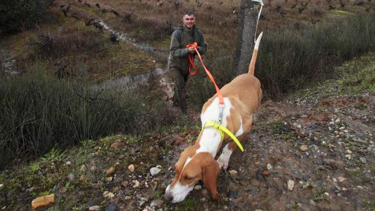 Un participante de Camponaraya ayer con su perro en la prueba de rastro de jabalí a las afueras de la localidad.